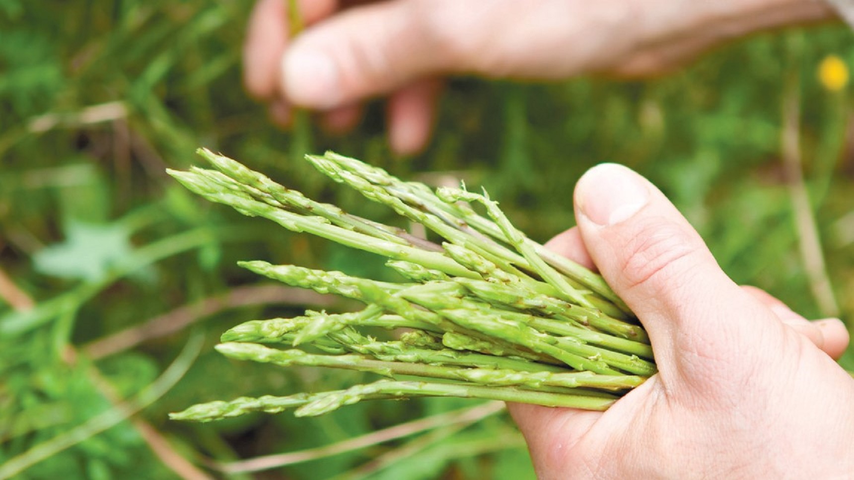 hunting-for-wild-asparagus-edible-delmarva